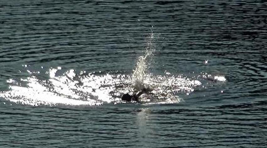  Un medic de 31 de ani a dispărut după ce a mers cu doi prieteni să se răcorească în Lacul Gozna din Caraș Severin