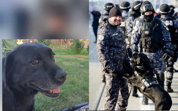  A murit unul din primii caini politisti de la Penitenciarul Iasi dresati pentru detectia telefoanelor mobile