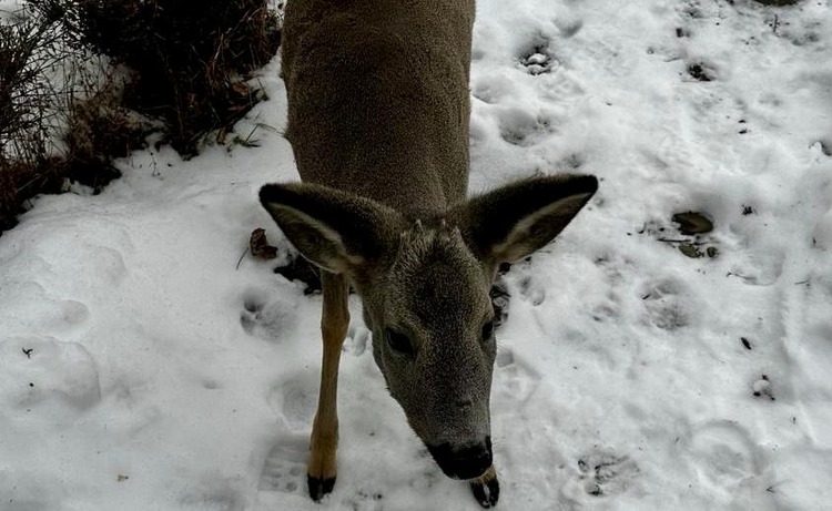  O căprioară ținută ilegal în captivitate a fost gasită de polițiști in curtea unui bărbat in vârstă de 68 de ani