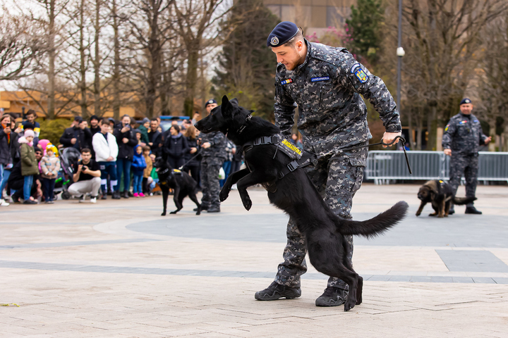  Traseu aplicativ pentru copii, coborâri în rapel, dresaj canin și alte surprize de Ziua Jandarmeriei, dar și Târg de Artă și Antichități, în acest weekend la Palas