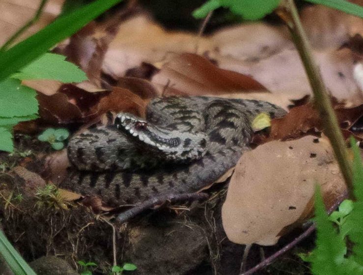  Un tânăr de 23 de ani din Iași a ajuns la spital după ce un șarpe l-a mușcat de picior