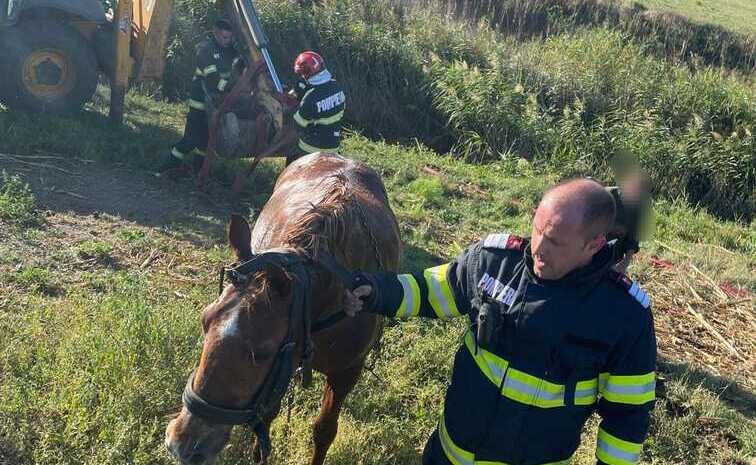  Pompierii au salvat un cal din apele râului Jijia in aceasta dimineata