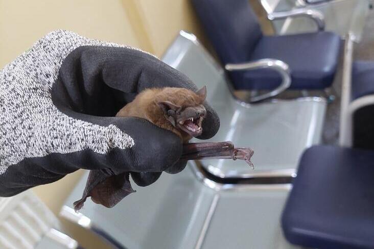  Peste 200 de lilieci au „invadat” scarile unui spital din Iasi