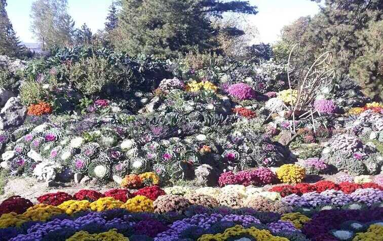  Grădina Botanică „Anastasie Fătu” vă așteaptă la cea de-a 48-a ediție a expoziției „Flori de toamnă”