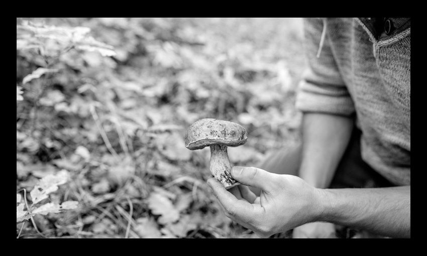  Tragedie la Moșna: Un bărbat a murit, iar două femei au fost internate în stare gravă după ce au mâncat ciuperci culese din pădure