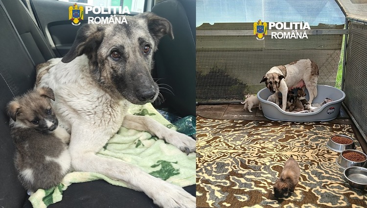  Judetul Iasi: amendă uriașă pentru un barbat care a abandonat o cățelușă cu 6 pui pe marginea drumului