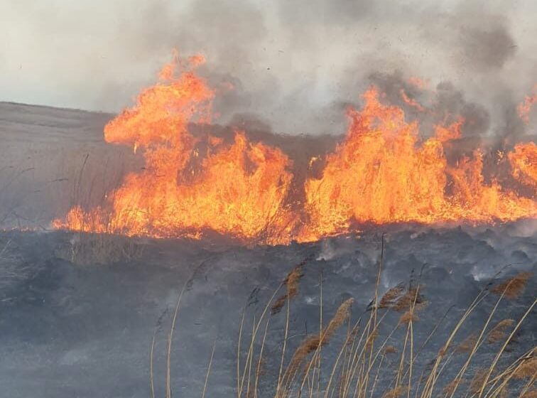  Incendiu de vegetație la Dobrovăț: ISU Iași anunță că nu sunt victime